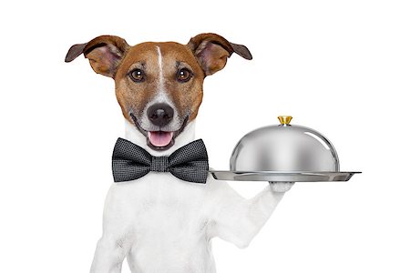 dog holding service tray and cover Stock Photo - Budget Royalty-Free & Subscription, Code: 400-06524184