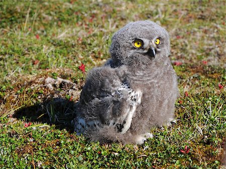 snowy owl and tundra - snowy owl chick (Bubo scandiacus) is sitting on the grass Stock Photo - Budget Royalty-Free & Subscription, Code: 400-06524223