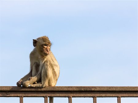 Monkey  in the cage of zoo ,Thailand Stock Photo - Budget Royalty-Free & Subscription, Code: 400-06524297