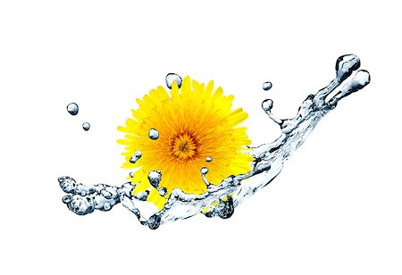Closeup of yellow dandelion's head in splashing water Stock Photo - Budget Royalty-Free & Subscription, Code: 400-06526507