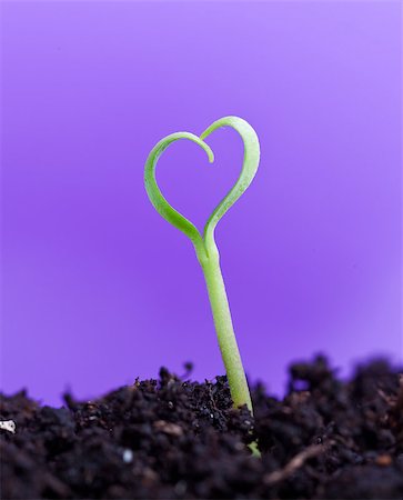 simsearch:649-06532928,k - Spring seedling in shape of a heart - love nature Stock Photo - Budget Royalty-Free & Subscription, Code: 400-06526947