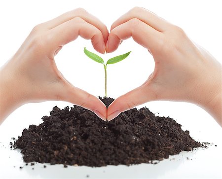 simsearch:649-06532928,k - Love for nature concept with seedling and woman hands Stock Photo - Budget Royalty-Free & Subscription, Code: 400-06526969