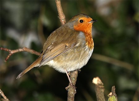 robin - A Robin perched on a branch in winter Stock Photo - Budget Royalty-Free & Subscription, Code: 400-06529664