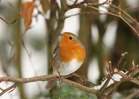 robin - A Robin perched on a branch in winter Stock Photo - Budget Royalty-Free & Subscription, Code: 400-06529660