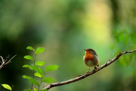 robin - a portrait of a little and fantastic bird Stock Photo - Budget Royalty-Free & Subscription, Code: 400-06520282