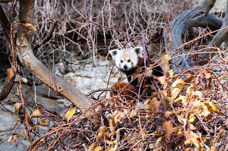 simsearch:400-08154053,k - The red panda sitting on a tree Stock Photo - Budget Royalty-Free & Subscription, Code: 400-06520669
