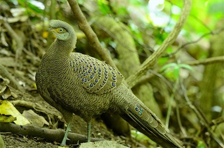 beautiful male gray peacock-pheasant (Polyplectron bicalcaratum) in Thai forest Stock Photo - Budget Royalty-Free & Subscription, Code: 400-06522731
