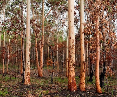 earthy tones regrowth of eucalypt gumtree forest woodland after bushfire in australia Stock Photo - Budget Royalty-Free & Subscription, Code: 400-06522840