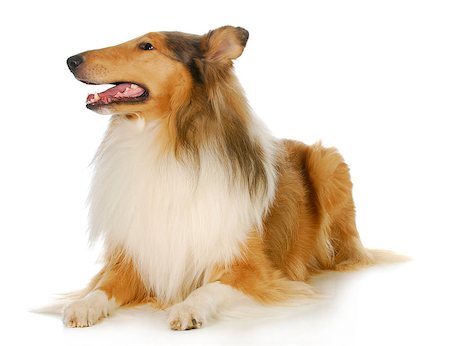 simsearch:400-05200802,k - collie - rough collie laying down with reflection on white background Stock Photo - Budget Royalty-Free & Subscription, Code: 400-06523555