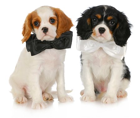 two cute puppies - cavalier king charles spaniel puppies wearing bowties sitting on white background Stock Photo - Budget Royalty-Free & Subscription, Code: 400-06523575