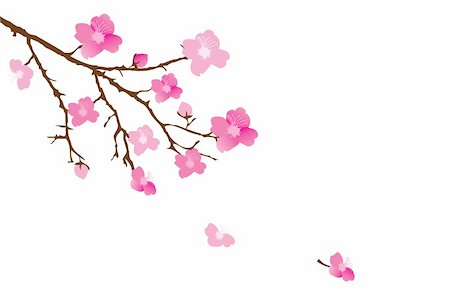 simsearch:400-04882926,k - vector cherry blossom Stock Photo - Budget Royalty-Free & Subscription, Code: 400-06554445