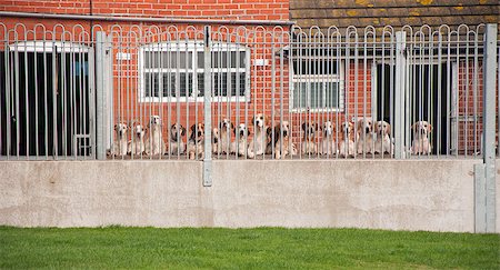 dog behind kennel bars - Pack of hounds all staring through a fence towards the camera Stock Photo - Budget Royalty-Free & Subscription, Code: 400-06555356