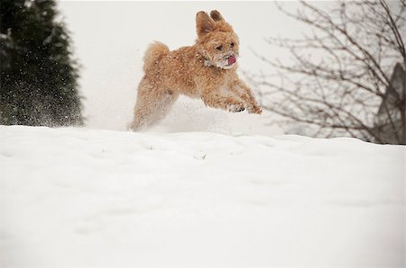 Small dog running & jumping in snow Stock Photo - Budget Royalty-Free & Subscription, Code: 400-06555357
