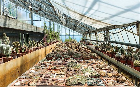 simsearch:400-04882980,k - Cactus in a greenhouse in the garden of exotic plants Pallanca in Bordighera, Italy. Giardino Esotico Pallanca. Photographie de stock - Aubaine LD & Abonnement, Code: 400-06555826
