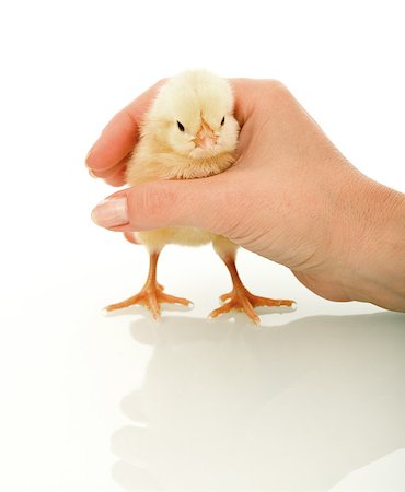 Small chicken in woman hand on reflective white surface Stock Photo - Budget Royalty-Free & Subscription, Code: 400-06557008