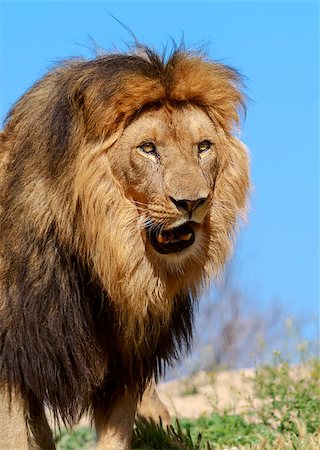 simsearch:400-04613070,k - The lion King, profile image Stock Photo - Budget Royalty-Free & Subscription, Code: 400-06557561