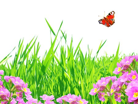 simsearch:400-06069768,k - Summer frame with green leaves, flowers and butterfly. Isolated over white Stock Photo - Budget Royalty-Free & Subscription, Code: 400-06558314