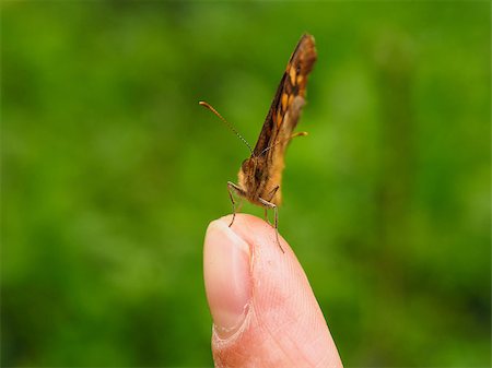simsearch:400-06912266,k - Butterfly resting on index finger over green background Stock Photo - Budget Royalty-Free & Subscription, Code: 400-06558861