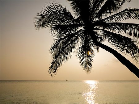 pic palm tree beach big island - Maldives, tourist place. Palm trees silhouette at sunset. Stock Photo - Budget Royalty-Free & Subscription, Code: 400-06559775