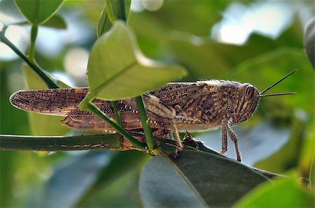 Grasshopper hidden among leaves on tree branch. Stock Photo - Budget Royalty-Free & Subscription, Code: 400-06564300