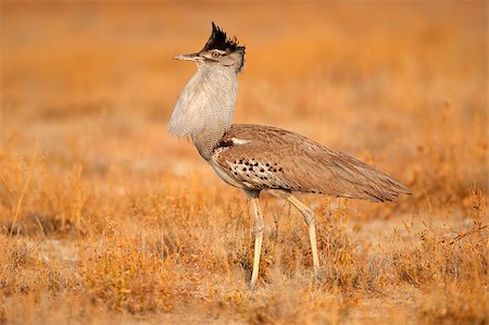 Kori bustard (Ardeotis kori), Etosha National Park, Namibia Stock Photo - Budget Royalty-Free & Subscription, Code: 400-06566378