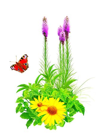 simsearch:400-06069768,k - Summer flowers, green leaves and butterfly. Isolated over white Stock Photo - Budget Royalty-Free & Subscription, Code: 400-06568175