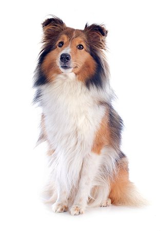 shetland sheepdog - portrait of a purebred shetland dog in front of white background Stock Photo - Budget Royalty-Free & Subscription, Code: 400-06560559