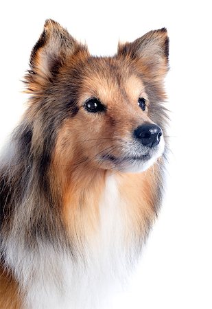 shetland sheepdog - portrait of a purebred shetland dog in front of white background Stock Photo - Budget Royalty-Free & Subscription, Code: 400-06560552