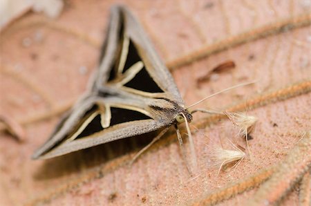 simsearch:400-07518693,k - Moth in the green nature Stock Photo - Budget Royalty-Free & Subscription, Code: 400-06560634