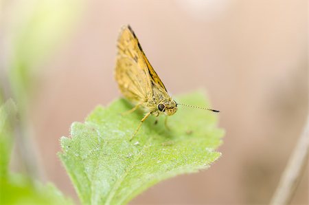 simsearch:400-07518693,k - Moth in the green nature Stock Photo - Budget Royalty-Free & Subscription, Code: 400-06560635
