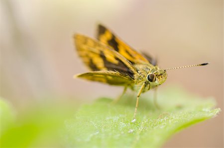 simsearch:400-07518693,k - Moth in the green nature Stock Photo - Budget Royalty-Free & Subscription, Code: 400-06560636