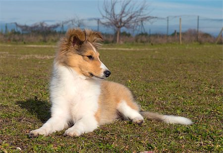 shetland sheepdog - portrait of a purebred puppy shetland dog Stock Photo - Budget Royalty-Free & Subscription, Code: 400-06570269