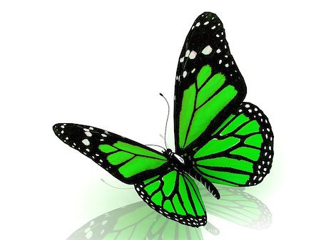 simsearch:400-06912266,k - Beautiful green butterfly Isolated on white background. 3D illustration Stock Photo - Budget Royalty-Free & Subscription, Code: 400-06570850