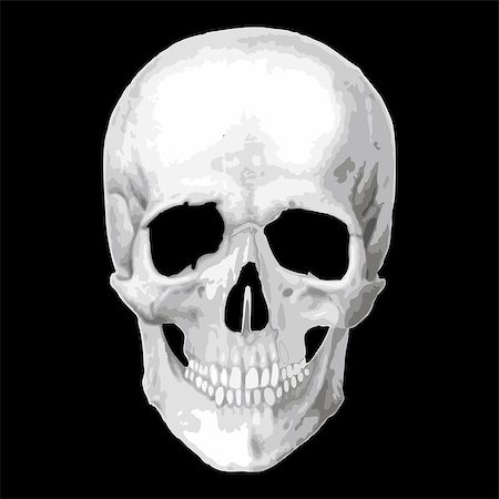 simsearch:400-03971352,k - Human skull model. Vector object scull illustration. People bone design  isolated on black background. Halloween symbol. Foto de stock - Super Valor sin royalties y Suscripción, Código: 400-06627752