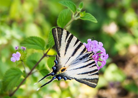 simsearch:632-05760615,k - butterfly eating on a flower in a meadow Stock Photo - Budget Royalty-Free & Subscription, Code: 400-06644878