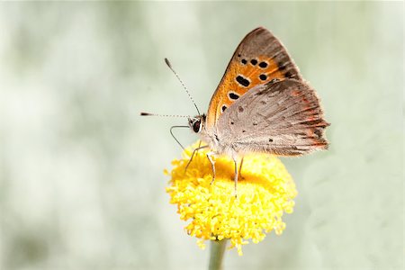 simsearch:632-05760615,k - butterfly eating on a flower in a meadow Stock Photo - Budget Royalty-Free & Subscription, Code: 400-06644881