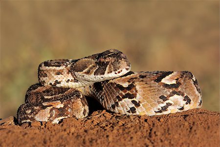 Close-up of a curled puff adder (Bitis arietans) snake ready to strike Stock Photo - Budget Royalty-Free & Subscription, Code: 400-06645234