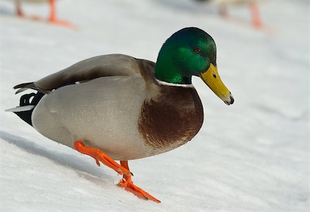 drake - Mallard in the snow Stock Photo - Budget Royalty-Free & Subscription, Code: 400-06640889