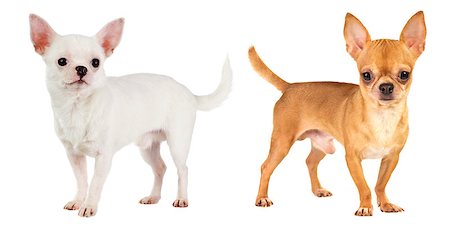 simsearch:400-06641109,k - two short-haired chihuahua on white background Stock Photo - Budget Royalty-Free & Subscription, Code: 400-06641098