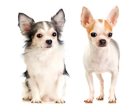 simsearch:400-06641109,k - long-haired and short-haired chihuahua on white background Stock Photo - Budget Royalty-Free & Subscription, Code: 400-06641099