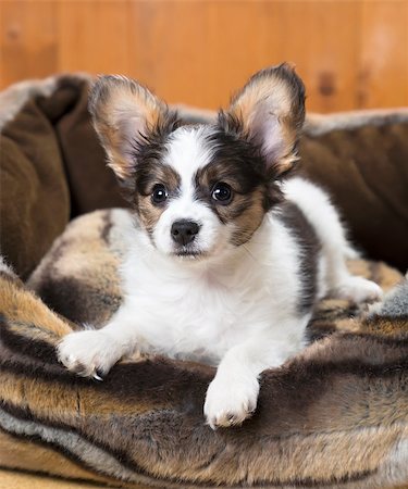 simsearch:400-06641109,k - Papillon Puppy in bed on wooden background Stock Photo - Budget Royalty-Free & Subscription, Code: 400-06641106