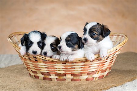 simsearch:400-06641109,k - Four little Papillon puppy in a wicker basket Stock Photo - Budget Royalty-Free & Subscription, Code: 400-06641109