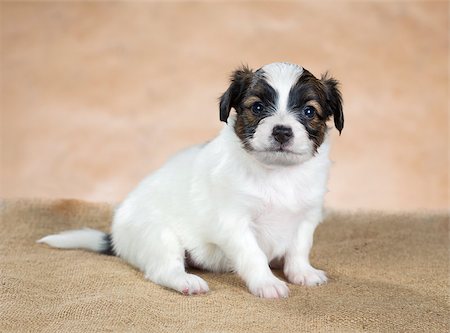 simsearch:400-06641109,k - portrait of a cute little puppy Papillon Stock Photo - Budget Royalty-Free & Subscription, Code: 400-06641110