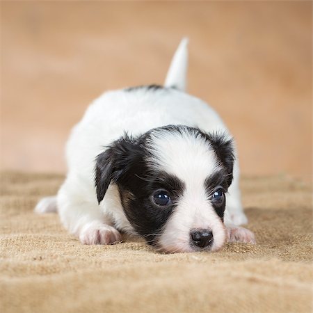 simsearch:400-06641109,k - portrait of a cute little puppy Papillon Stock Photo - Budget Royalty-Free & Subscription, Code: 400-06641111