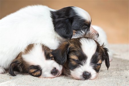 simsearch:400-06641109,k - three little Papillon puppy sleeping on each other Stock Photo - Budget Royalty-Free & Subscription, Code: 400-06641112