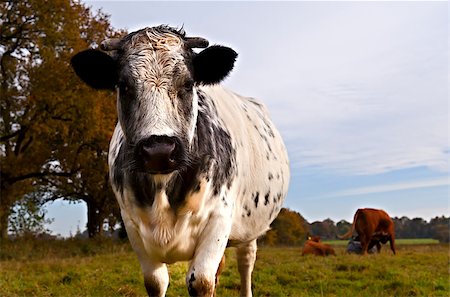 dutch cow pictures - big dutch cow on pasture Stock Photo - Budget Royalty-Free & Subscription, Code: 400-06643412