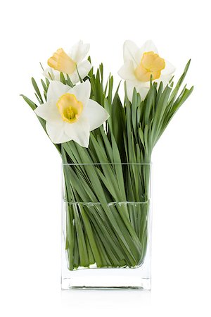 White daffodils in glass vase. Isolated on white background Stock Photo - Budget Royalty-Free & Subscription, Code: 400-06643965