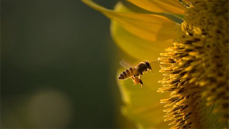 Bee flying towards sunflower to collect nectar from pollen Stock Photo - Budget Royalty-Free & Subscription, Code: 400-06694074