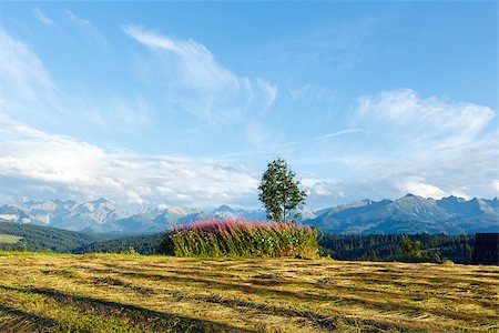 Summer mountain evening country view with mown field and lonely tree and Tatra range behind (Gliczarow Gorny, Poland) Stock Photo - Budget Royalty-Free & Subscription, Code: 400-06696241