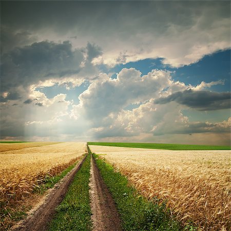 steppe - road in golden agricultural field under dramatic clouds Stock Photo - Budget Royalty-Free & Subscription, Code: 400-06696986
